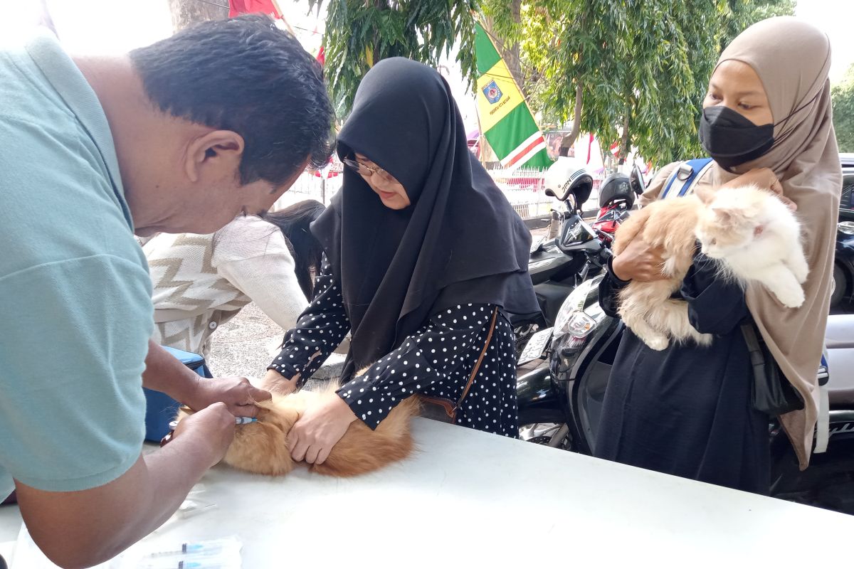 Ratusan kucing peliharaan Kota Mataram divaksin gratis, cegah rabies